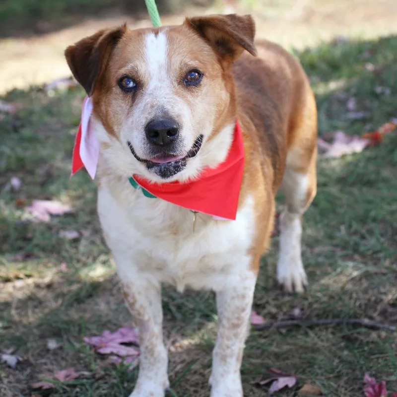 Handsome Ned thumbnail 3