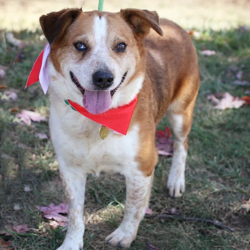 Handsome Ned thumbnail 4