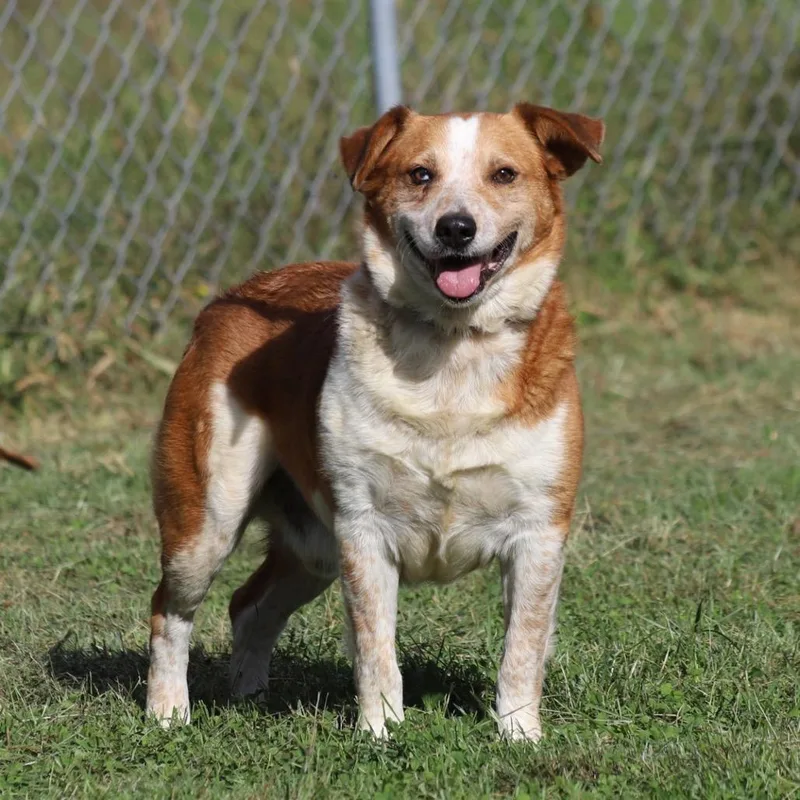 Handsome Ned thumbnail 5