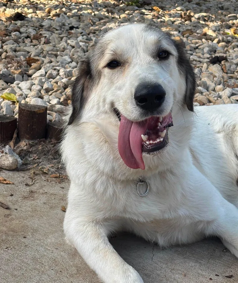 An adult large-sized male Great Pyrenees dog named Cisco for adoption in Garland, TX