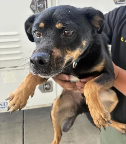 An adult small-sized male Manchester Terrier dog named Moose for adoption in Bakersfield, CA