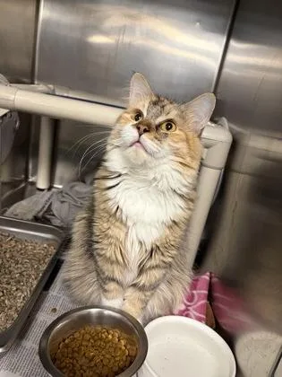 An adult medium-sized female Domestic Short Hair cat named Louise for adoption in Lowell, MA