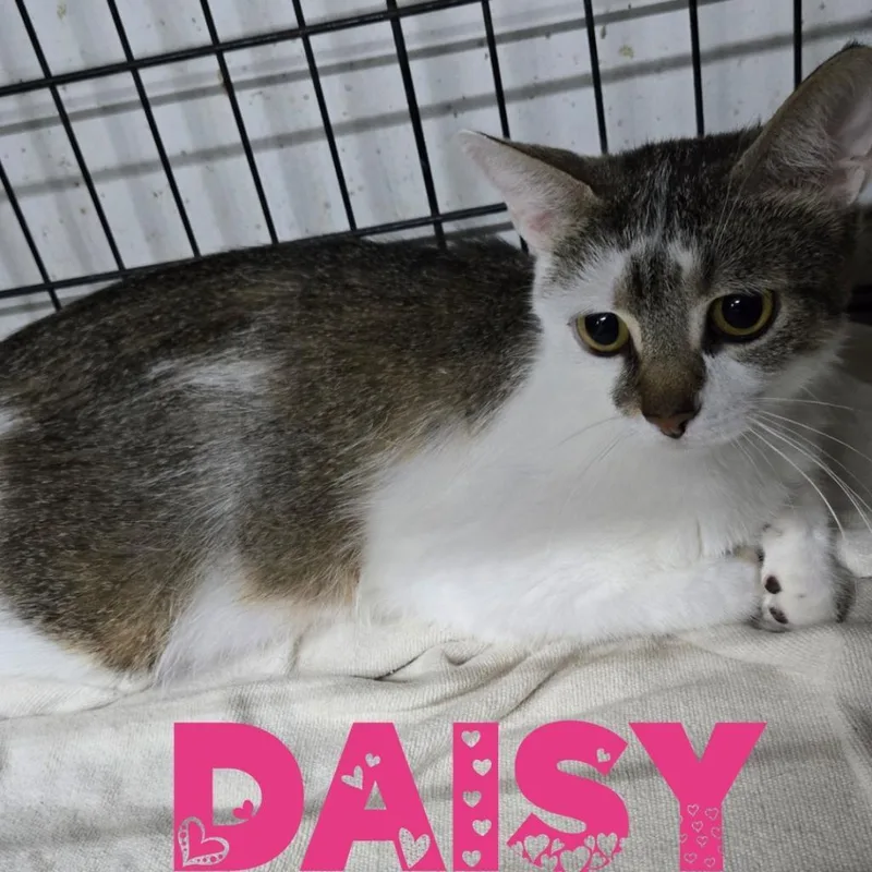Daisy thumbnail 3