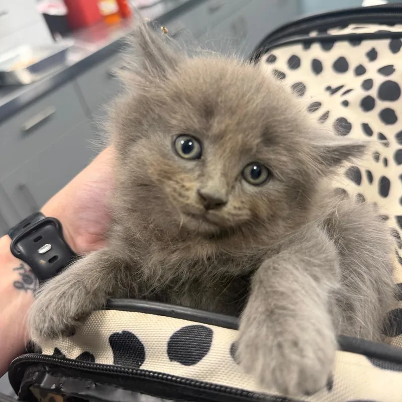 A baby small-sized female Gray / Blue / Silver Domestic Long Hair cat named Fruit Loops for adoption in Greensboro, NC