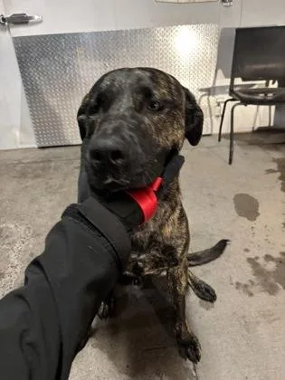 A young extra large-sized male Brindle Pit Bull Terrier dog named Lazy Bary for adoption in El Paso, TX