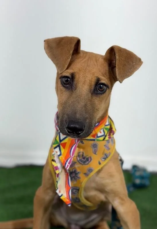 A baby medium-sized female Brown / Chocolate Whippet dog named Hope for adoption in Carlsbad, CA