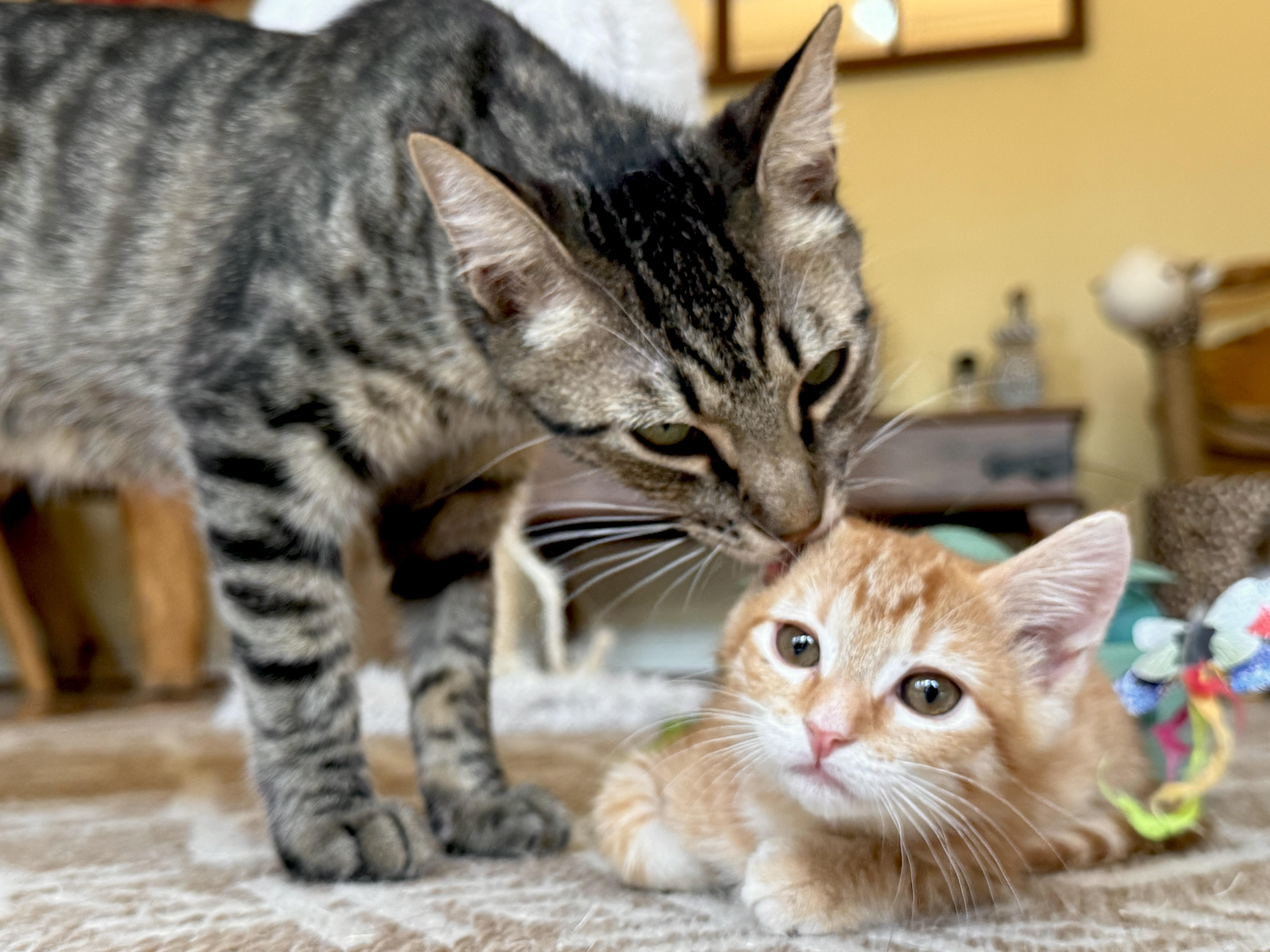 A young medium-sized male Tabby cat named Bagel for adoption in Keller, TX