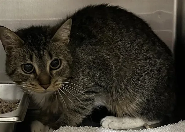 An adult small-sized female Domestic Short Hair cat named Maisie for adoption in Upper Marlboro, MD