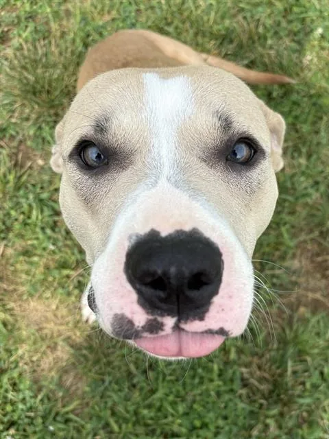An adult medium-sized female Black Mouth Cur dog named Smiski for adoption in Indianapolis, IN