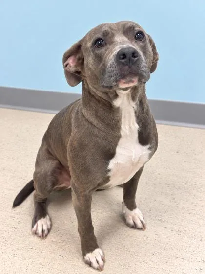 An adult medium-sized female Terrier dog named Jinx for adoption in Gulfport, MS