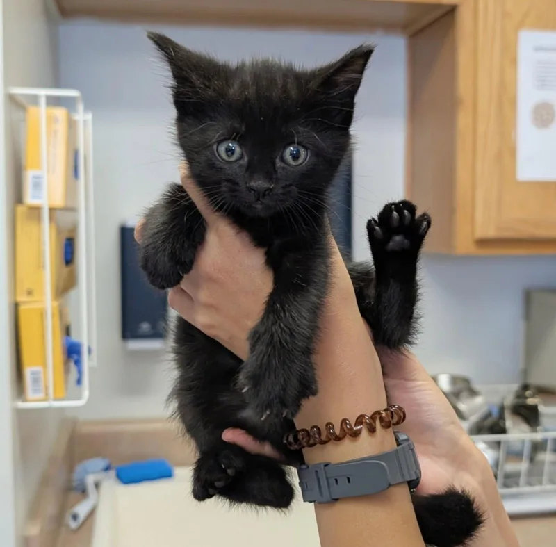 A baby medium-sized male Black Domestic Short Hair cat named Oolong for adoption in Maggie Valley, NC