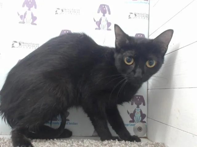 A young medium-sized female Domestic Short Hair cat named Liberty for adoption in Orlando, FL