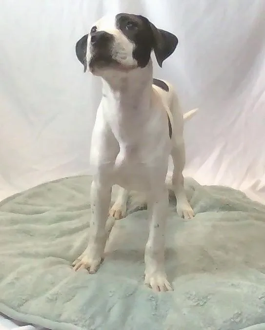 A young medium-sized male White / Cream Mixed Breed dog named Piglet for adoption in Georgetown, SC