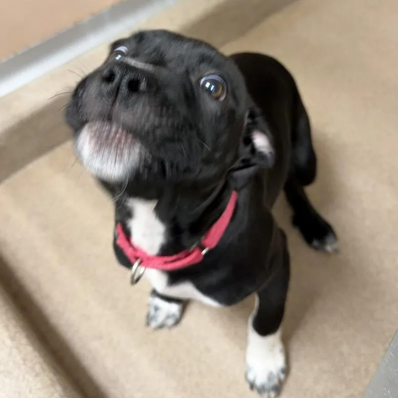 A baby small-sized female Black Mixed Breed dog named Ava for adoption in Oshkosh, WI