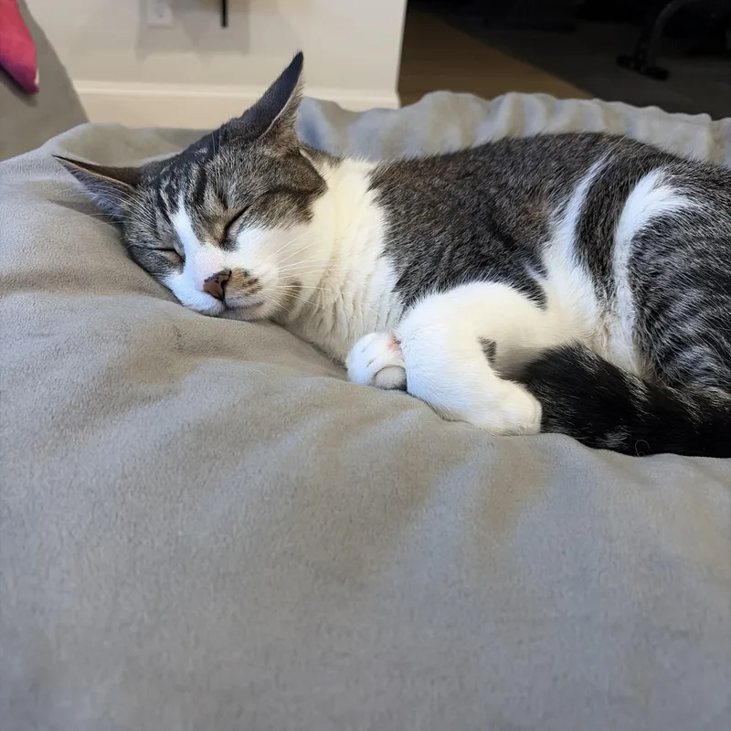 An adult medium-sized male White Domestic Short Hair cat named Don for adoption in Canton, MA