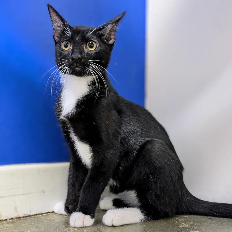 A baby small-sized male Black Domestic Short Hair cat named Cattitude for adoption in Los Angeles, CA