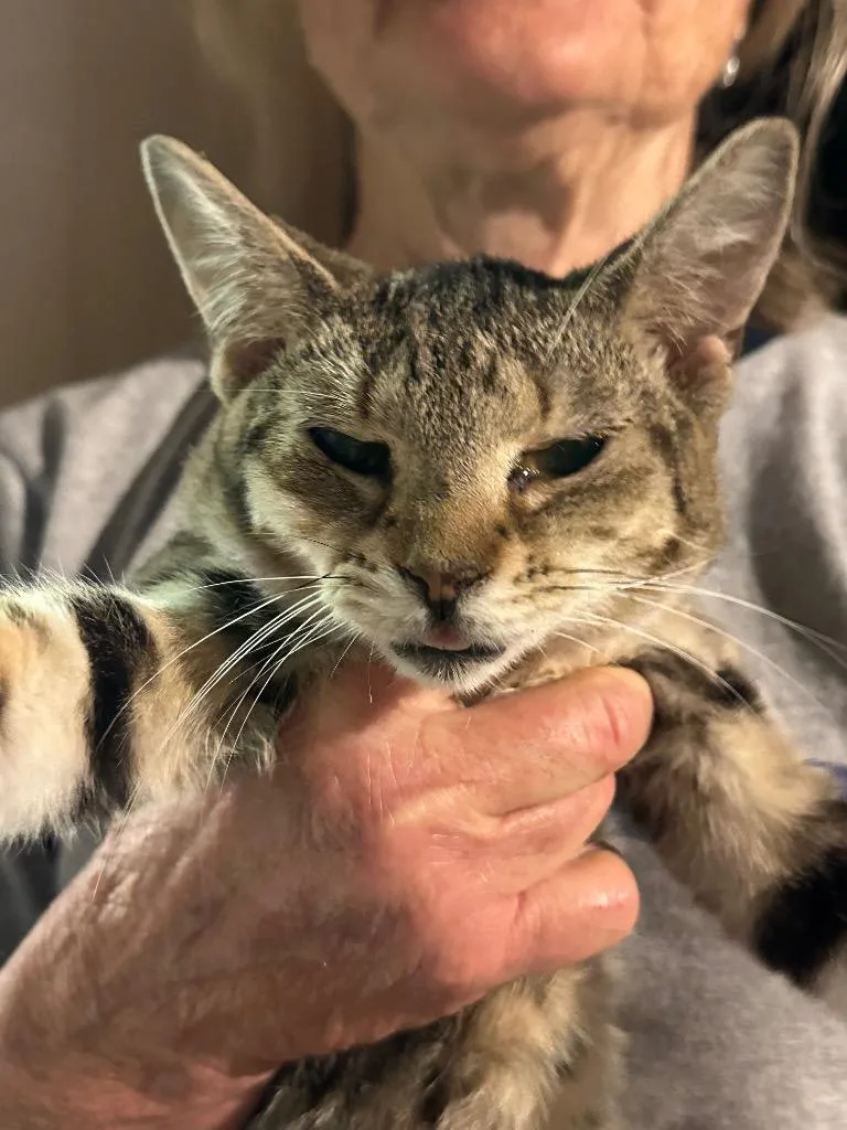 A young small-sized female Domestic Short Hair cat named Rosie for adoption in Plattsburgh, NY