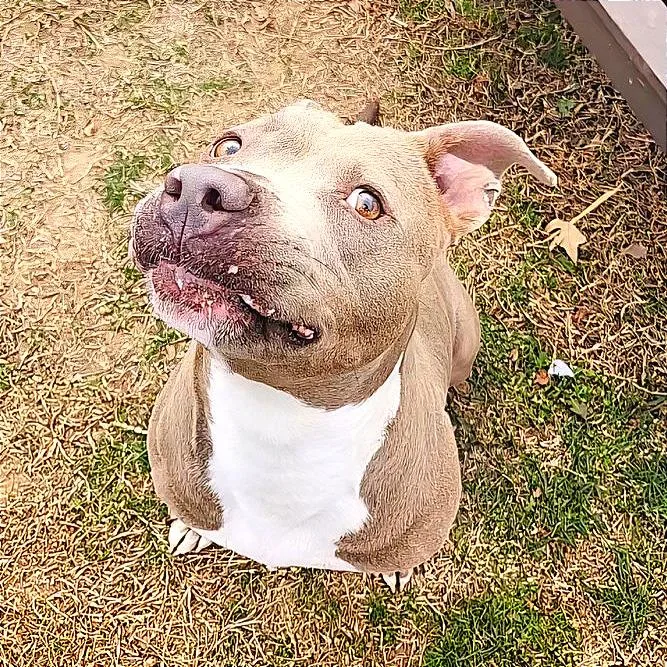 An adult medium-sized female Yellow / Tan / Blond / Fawn Mixed Breed dog named Alli for adoption in Chattanooga, TN