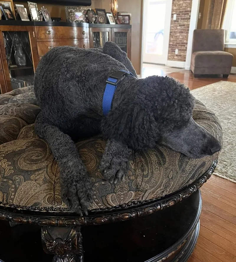 An adult large-sized male Black Poodle dog named Sampson for adoption in Chattanooga, TN