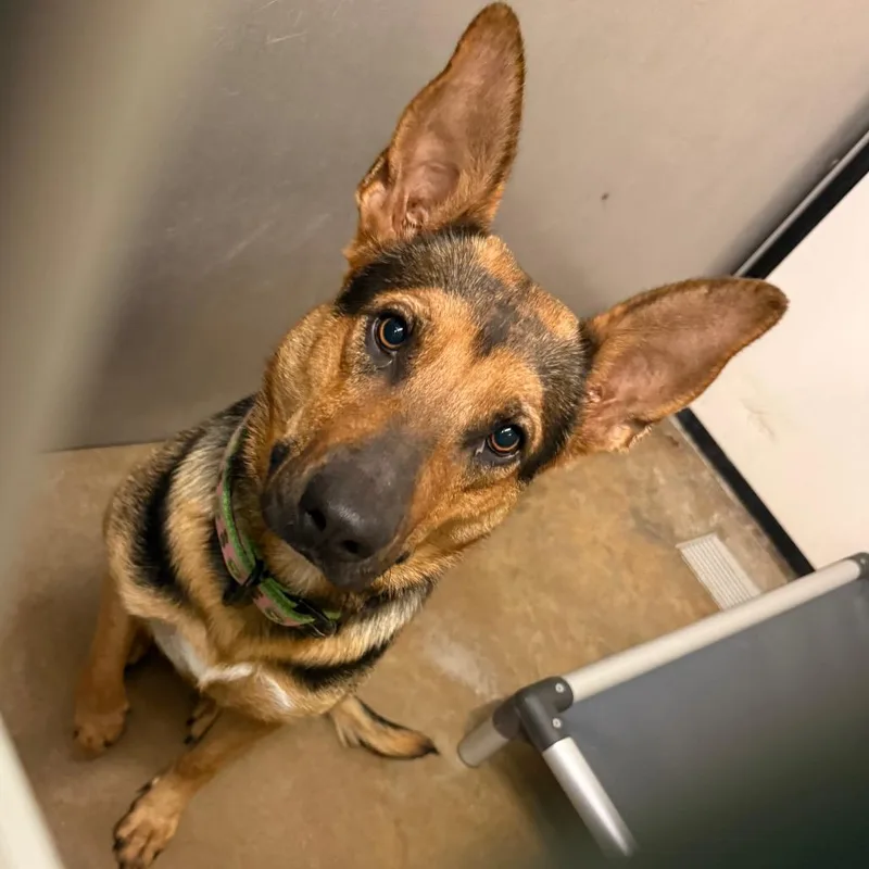 A young medium-sized female Brown / Chocolate German Shepherd Dog dog named Muffy for adoption in Lake Jackson, TX