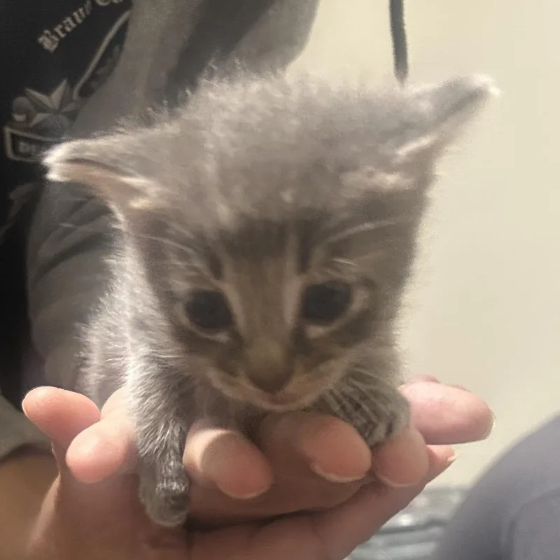 A baby small-sized female Domestic Short Hair cat named Lucyfur for adoption in Fayetteville, AR