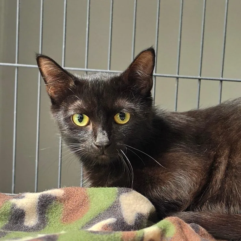 A young medium-sized female Black Domestic Short Hair cat named Dolly for adoption in Muncie, IN