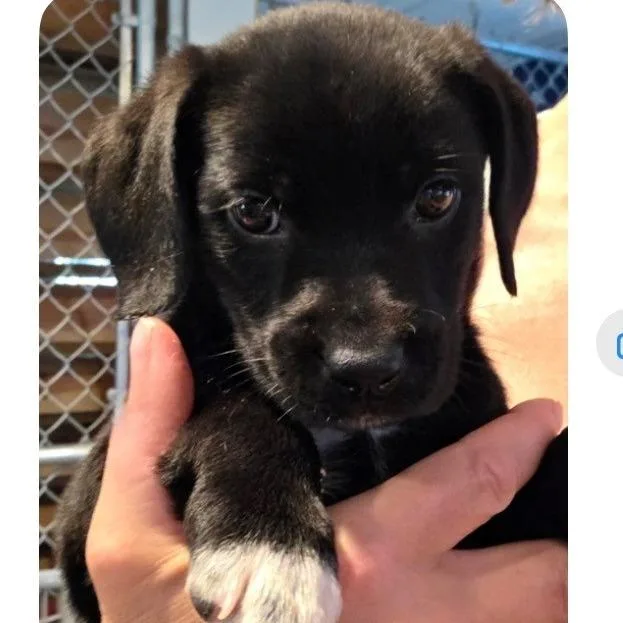 A baby small-sized female Black Mixed Breed dog named Emma for adoption in Kittanning, PA
