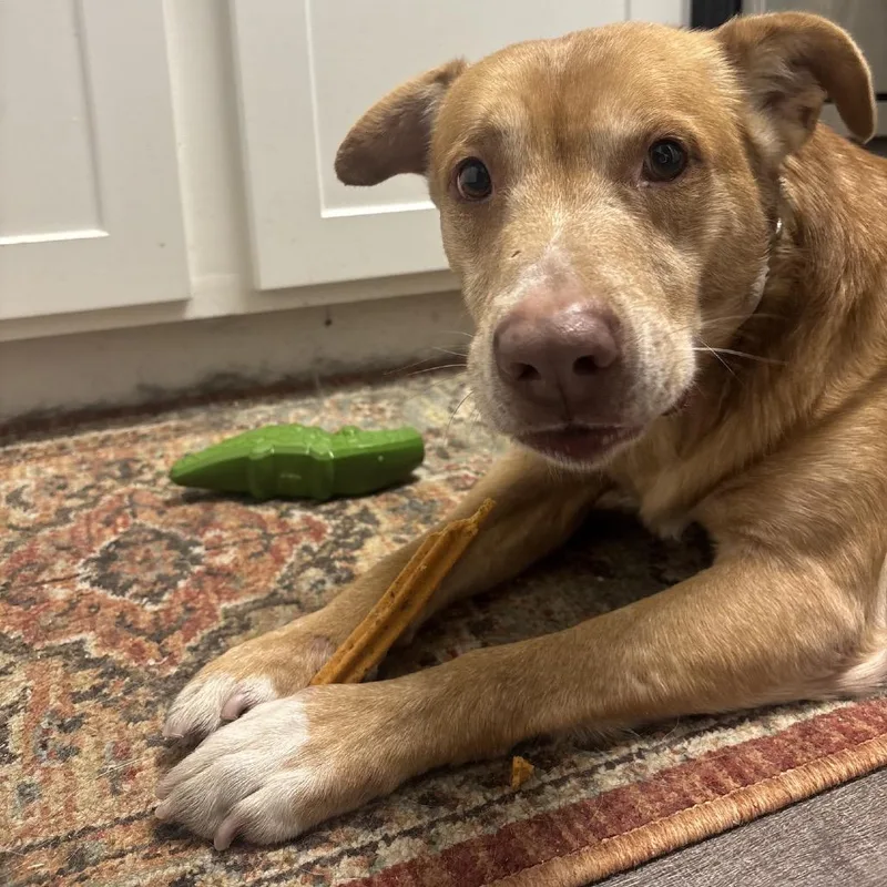 Red Lobster thumbnail 3