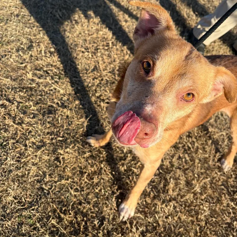 Red Lobster thumbnail 4