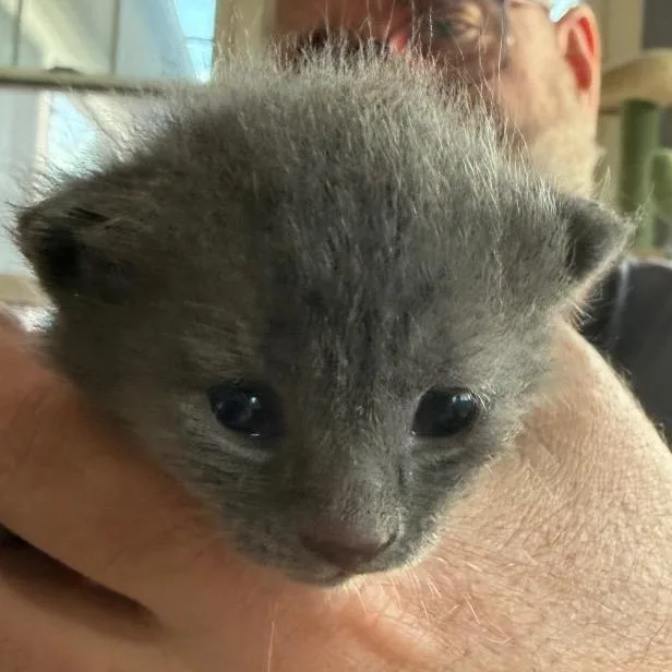 A baby small-sized female Gray / Blue / Silver Domestic Short Hair cat named Cloud for adoption in Brevard, NC