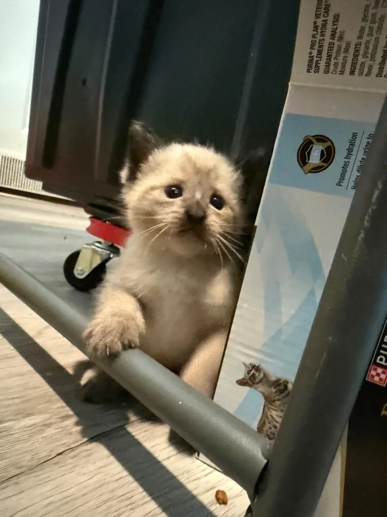 A baby small-sized female Siamese cat named Wickett for adoption in New Braunfels, TX
