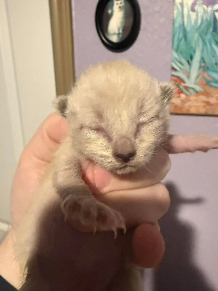 Wickett thumbnail 2