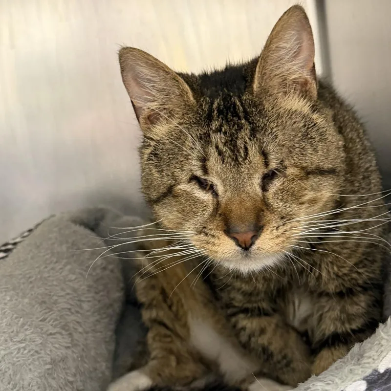 An adult medium-sized male Brown / Chocolate Domestic Short Hair cat named Tubbs for adoption in Gloucester, VA