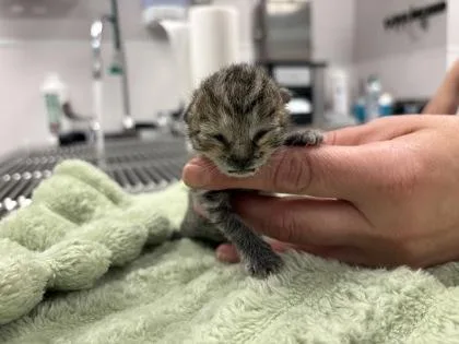 A baby small-sized female Domestic Short Hair cat named Freya Skye for adoption in Gastonia, NC