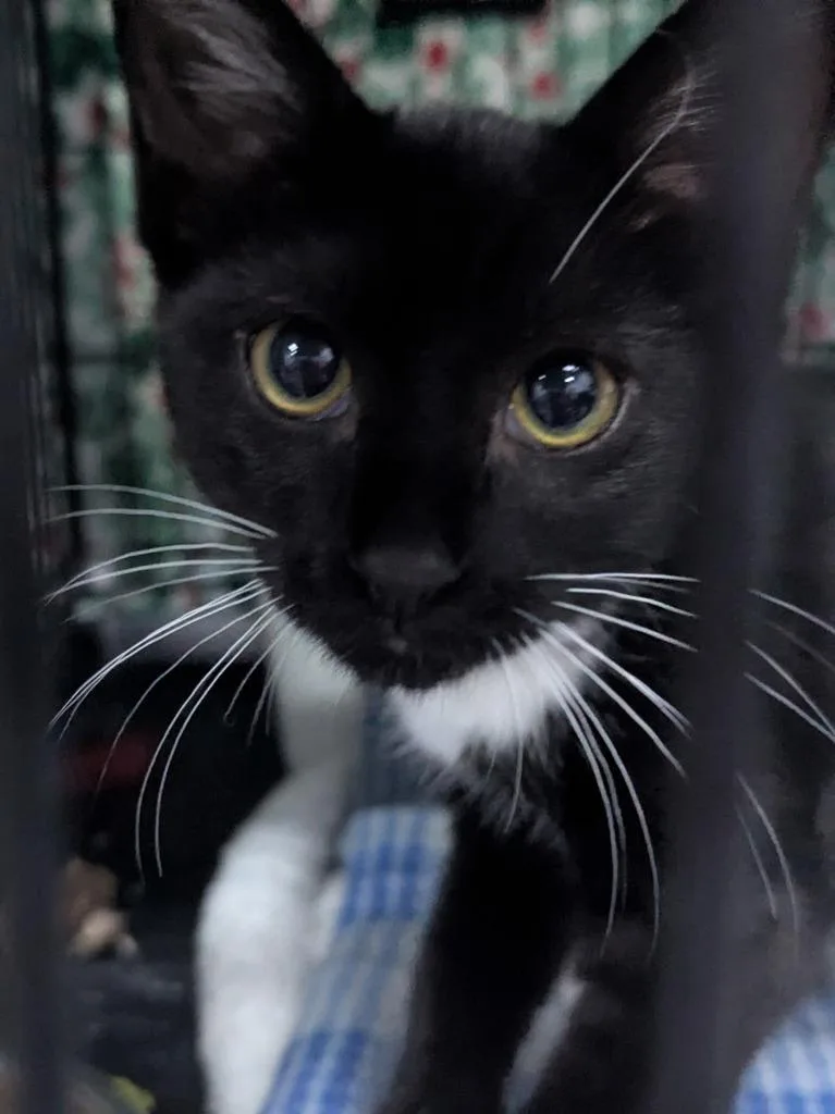 A baby medium-sized male Domestic Short Hair cat named Percy for adoption in St. Cloud, MN