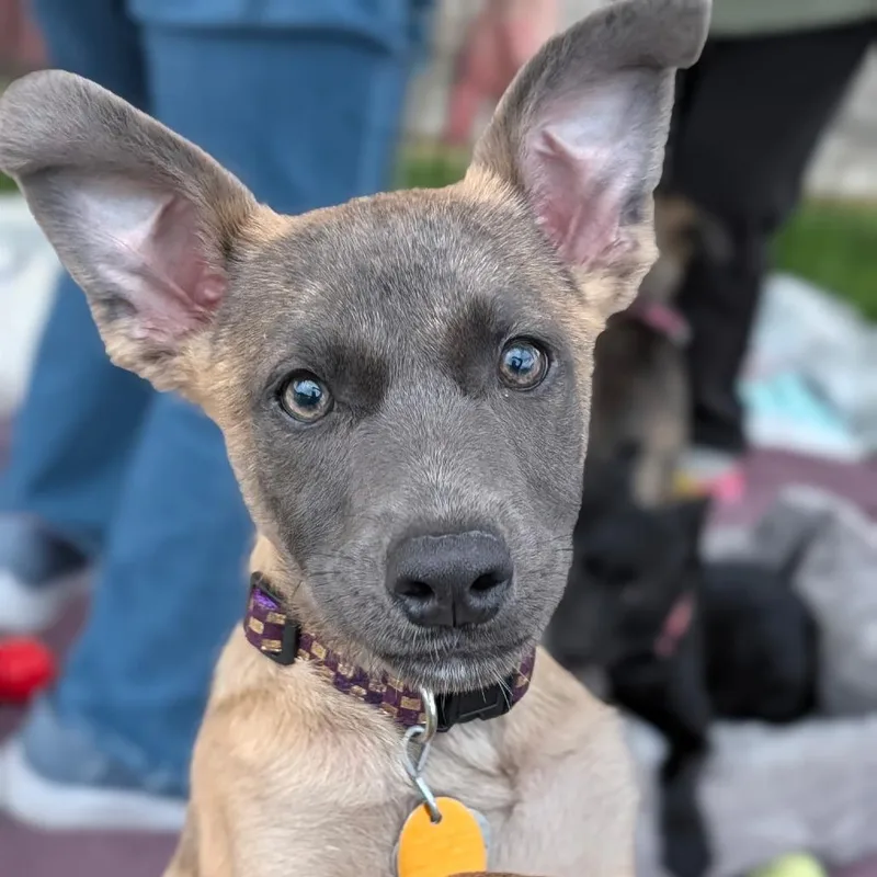 A baby small-sized female Mixed Breed dog named Agatha for adoption in Thomaston, ME