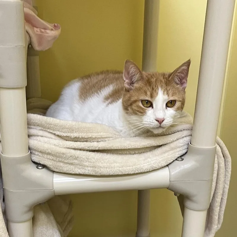 An adult large-sized female Orange / Red Domestic Short Hair cat named Fanta for adoption in Bedford, NH