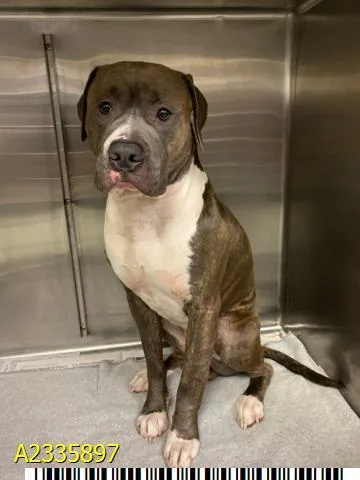 A young large-sized male Mixed Breed dog named Steel for adoption in West Palm Beach, FL