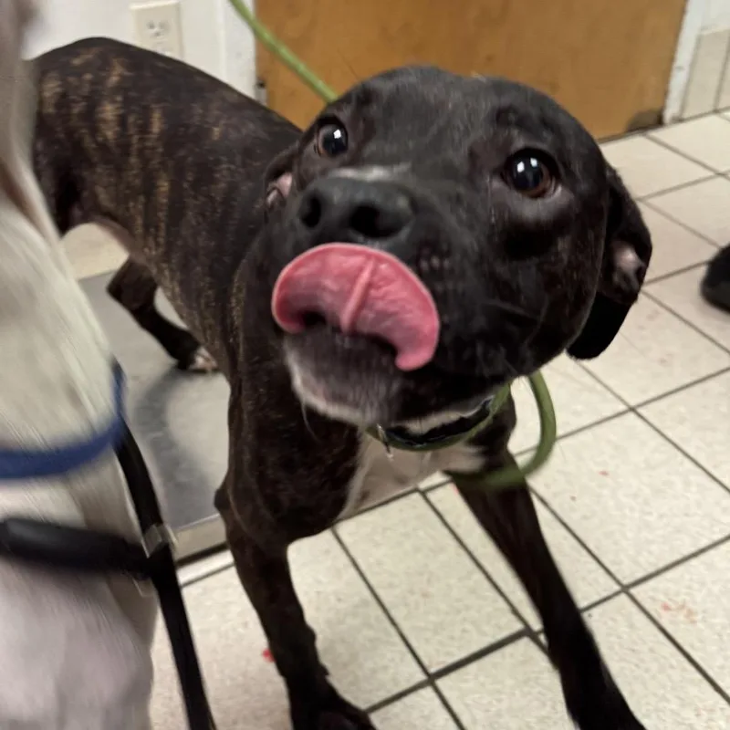 An adult medium-sized male Brindle Mixed Breed dog named Harry for adoption in Charleston, WV