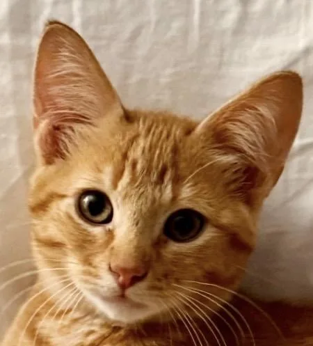 A young medium-sized male Domestic Short Hair cat named Nugget for adoption in Independence, MO