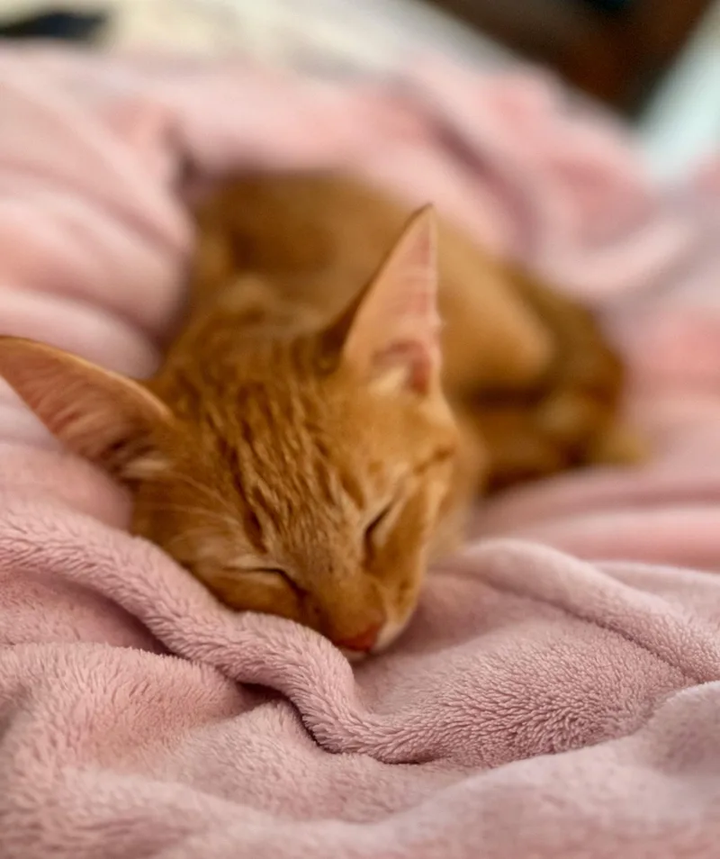 Nugget thumbnail 3