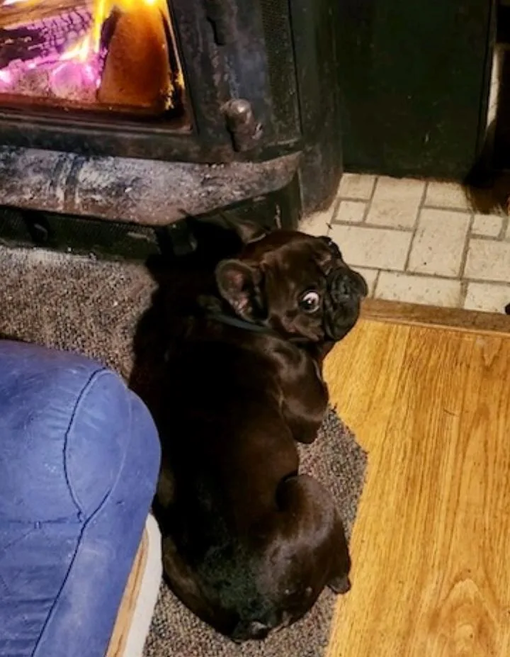 Penelope thumbnail 3