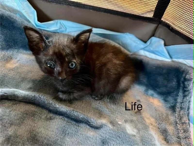 A baby medium-sized female Black Domestic Short Hair cat named Life for adoption in Omaha, NE