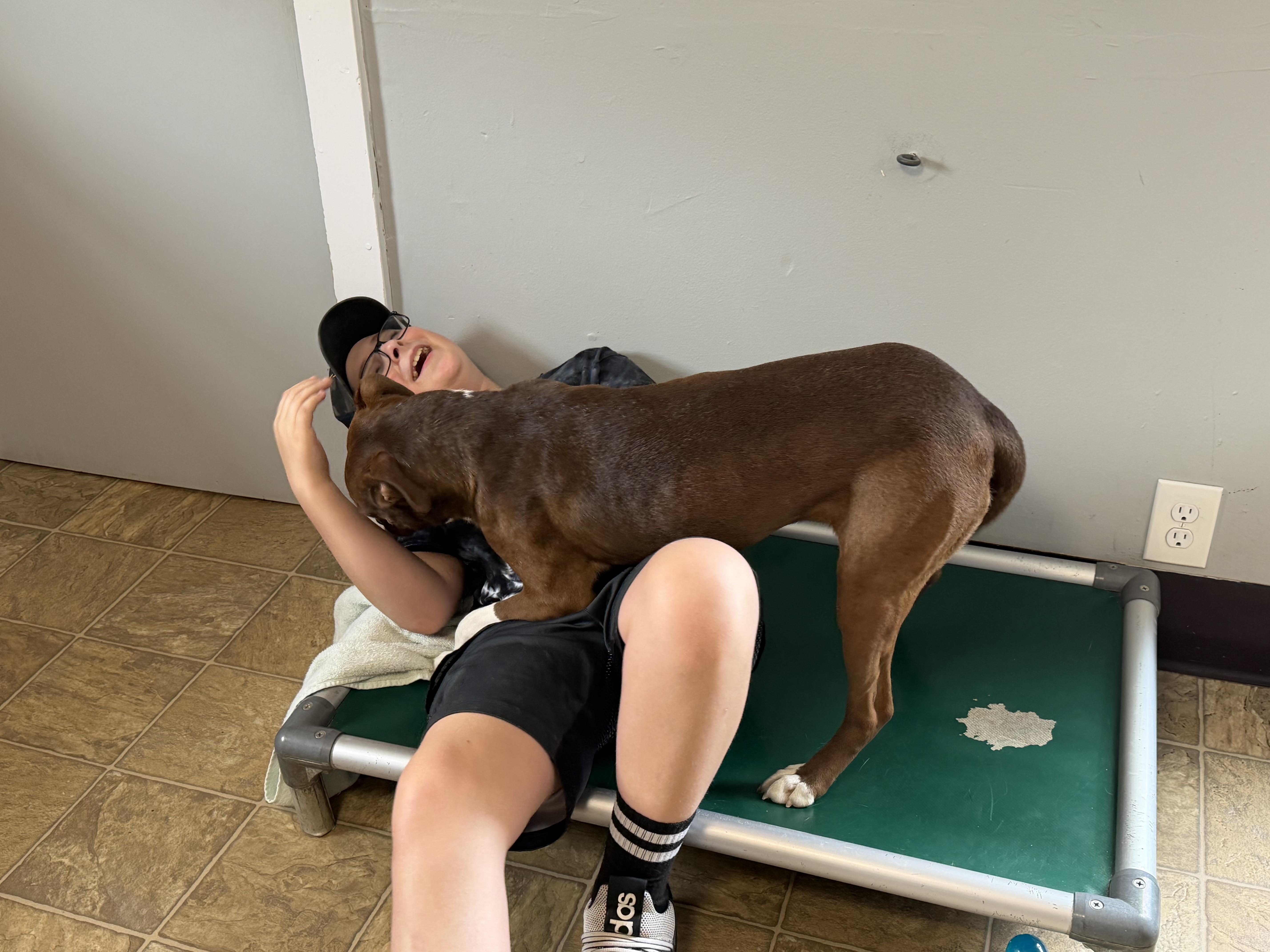 A young medium-sized female Pit Bull Terrier dog named Ellie for adoption in Oxford, MI