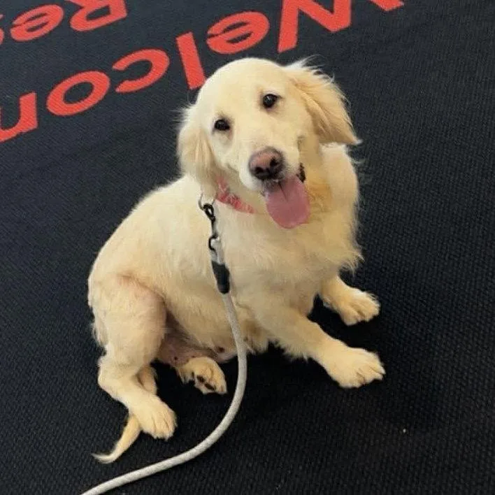 An adult medium-sized female Golden Retriever dog named Melbourne for adoption in Hillsborough , NC