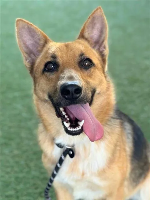 An adult large-sized female German Shepherd Dog named Cookie for adoption in Woodland, CA
