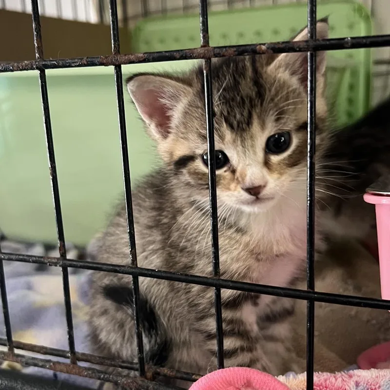 A baby small-sized male Brown / Chocolate Domestic Short Hair cat named Perl for adoption in Blairsville, GA