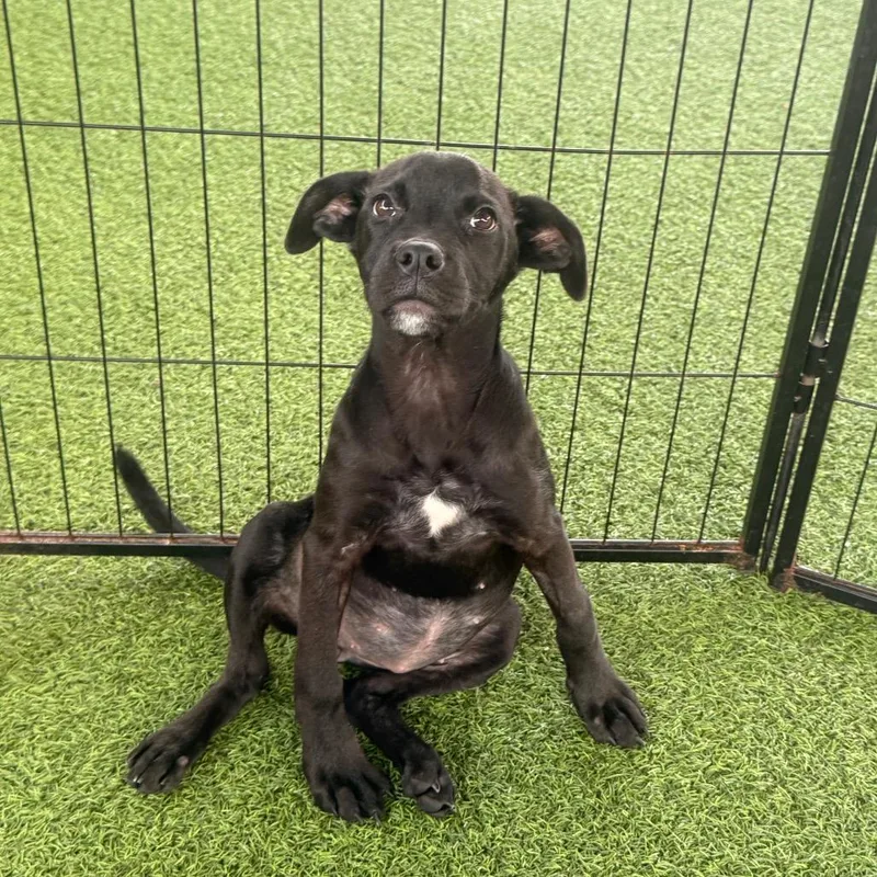 A baby small-sized female Black Mixed Breed dog named Lima Beans for adoption in LOXAHATCHEE, FL