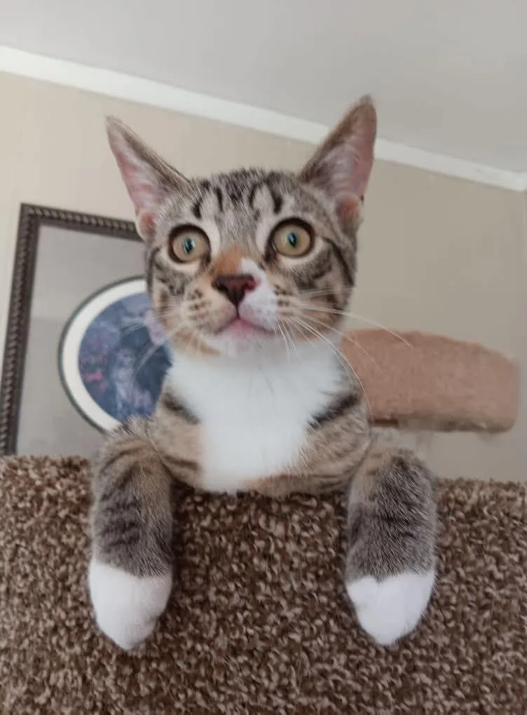 A young medium-sized male Domestic Short Hair cat named Sid for adoption in Broomall, PA