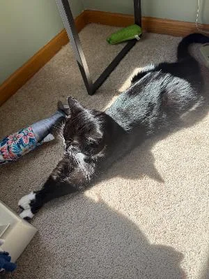 An adult medium-sized female Black & White / Tuxedo Domestic Short Hair cat named Brie for adoption in Mokena, IL